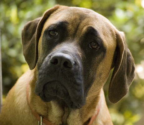 Mastiff - Photo by Fotosuabe