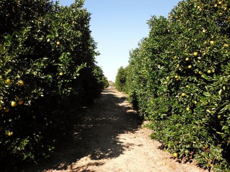 Florida Oranges - Photo by Mmacbeth