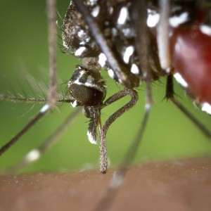 Asian Tiger Mosquito - Public Domain