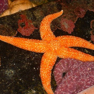 Sea Stars - Public Domain