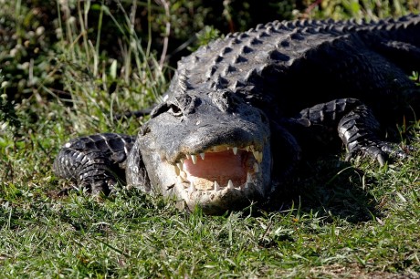 Alligator - Public Domain