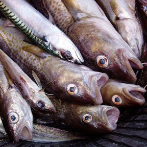 Mass Fish Deaths - Photo by Mats Hagwell