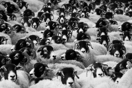 Sheeple - Dominio Público